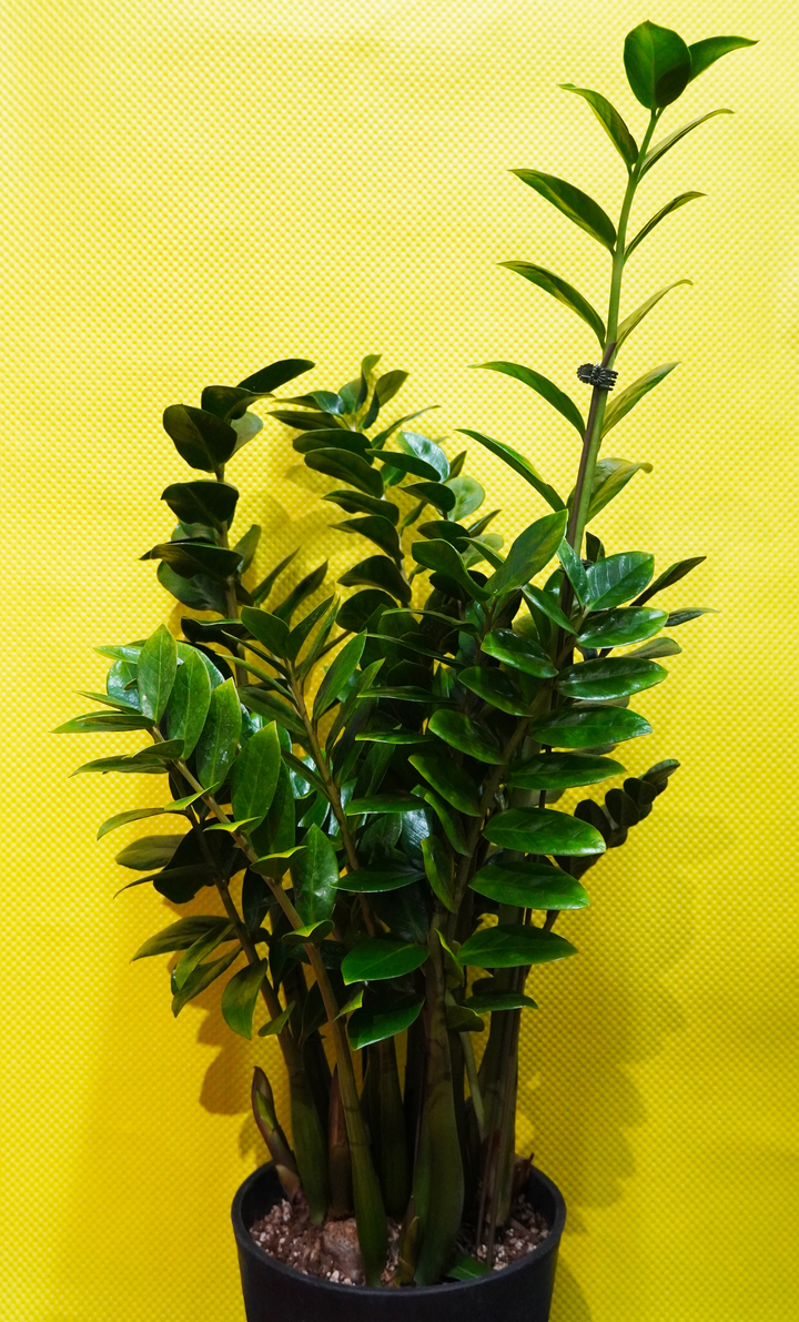 観葉植物ザミオクルカス・ザミフォーリア
